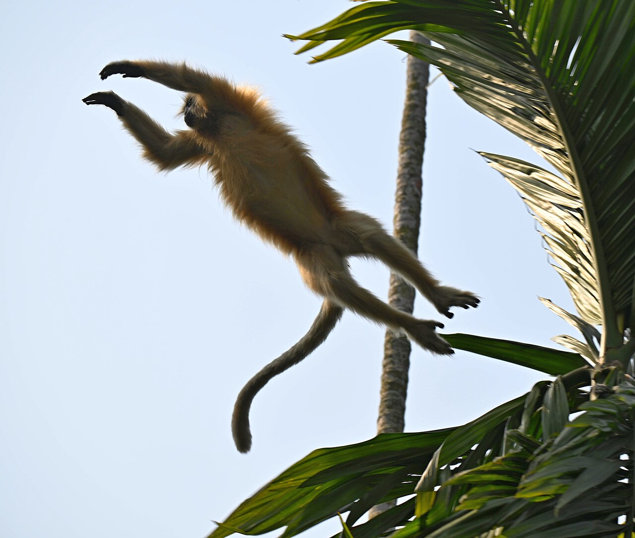 Langur doré (Trachypithecus geei) en photographie