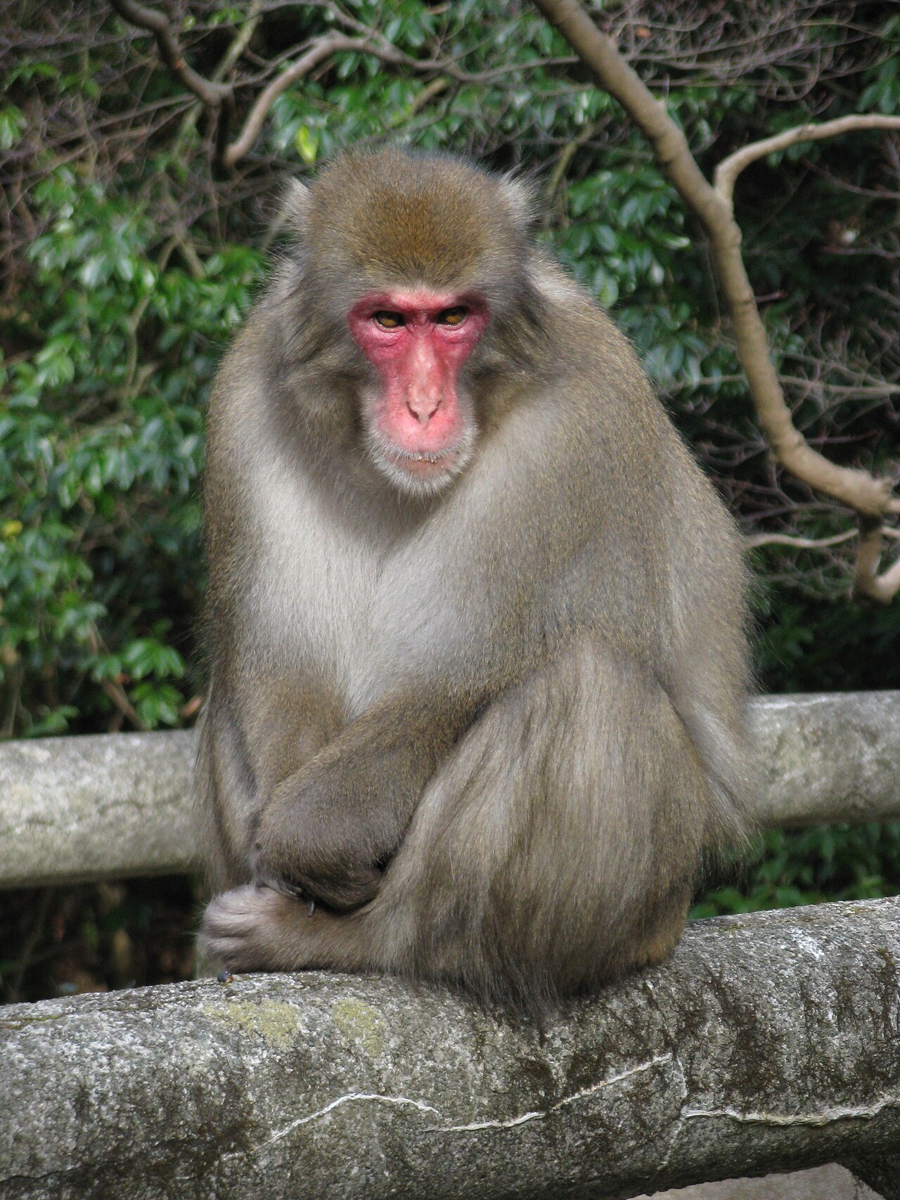 Macaque japonais (Macaca fuscata) en photographie