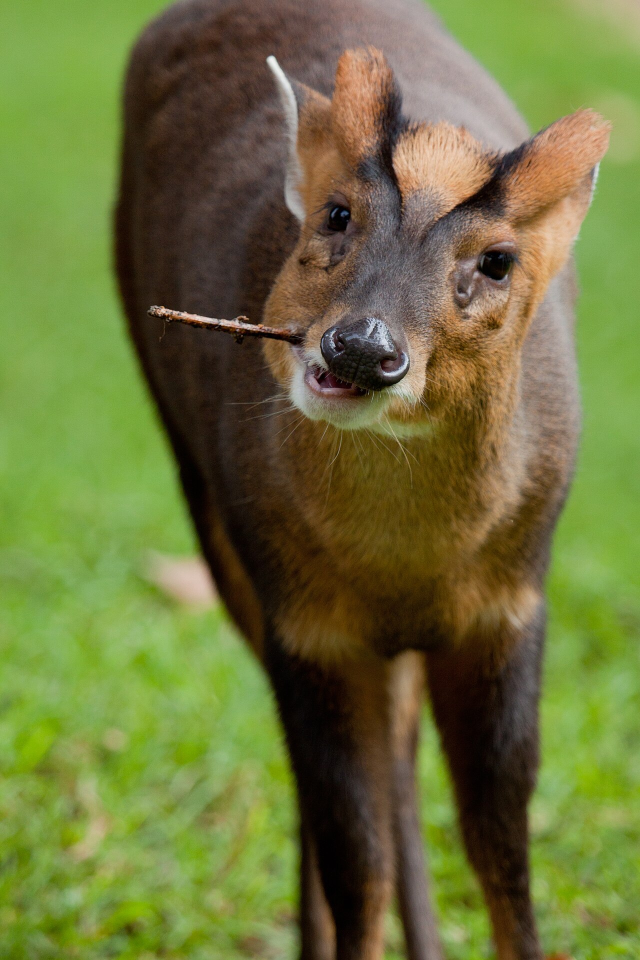 Muntjac de Reeves (Muntiacus reevesi) en photographie