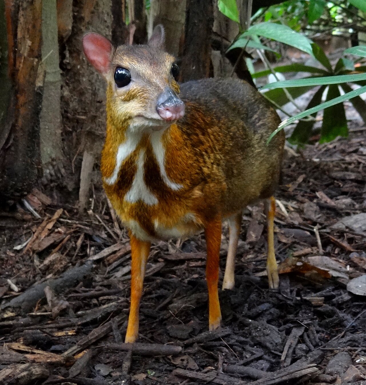 Petit chevrotain (Tragulus kanchil) en photographie