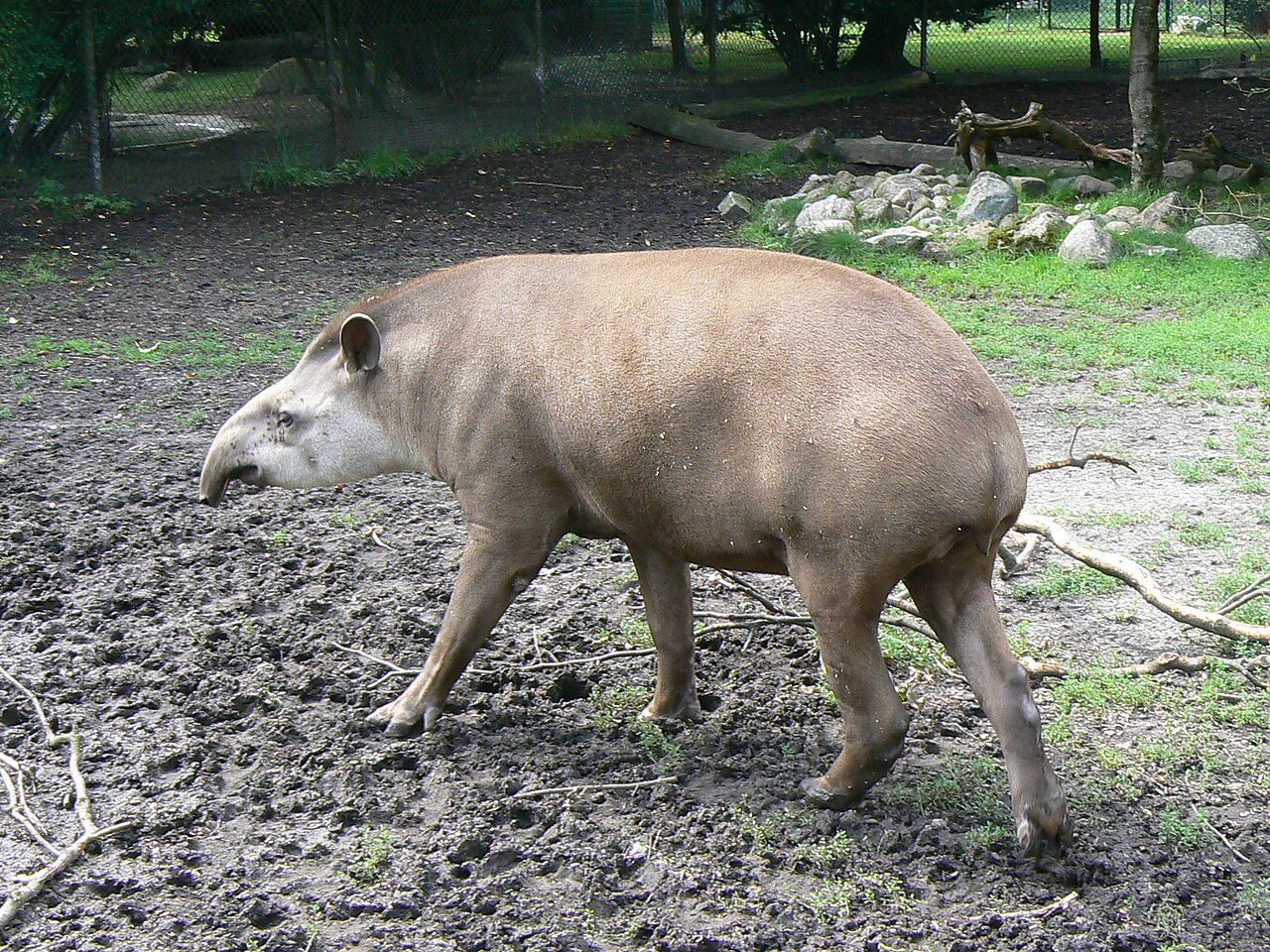 Tapir du Brésil (Tapirus terrestris) en photographie
