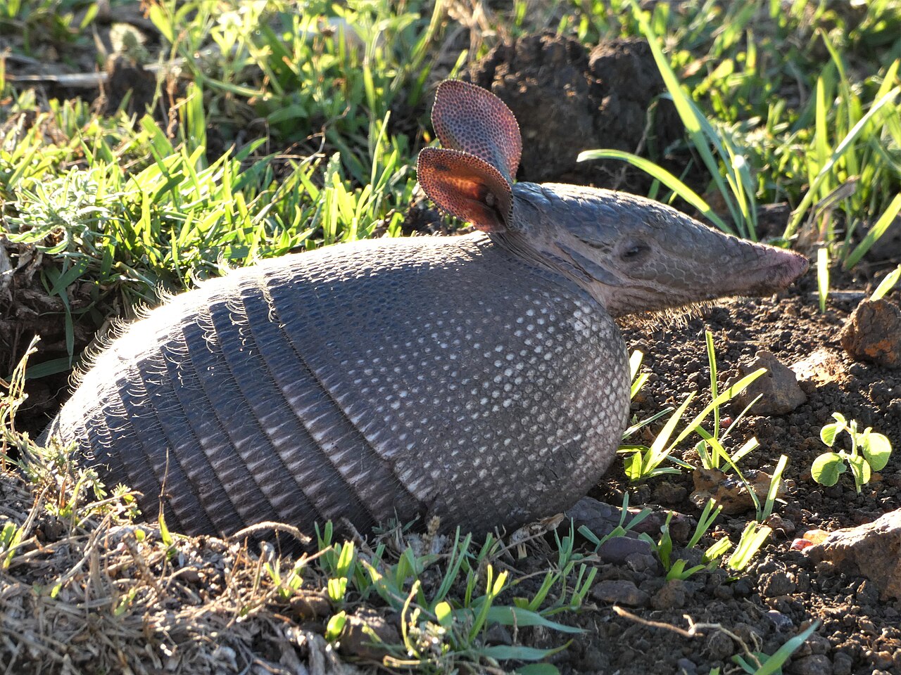 Tatou à neuf bandes (Dasypus novemcinctus) en photographie