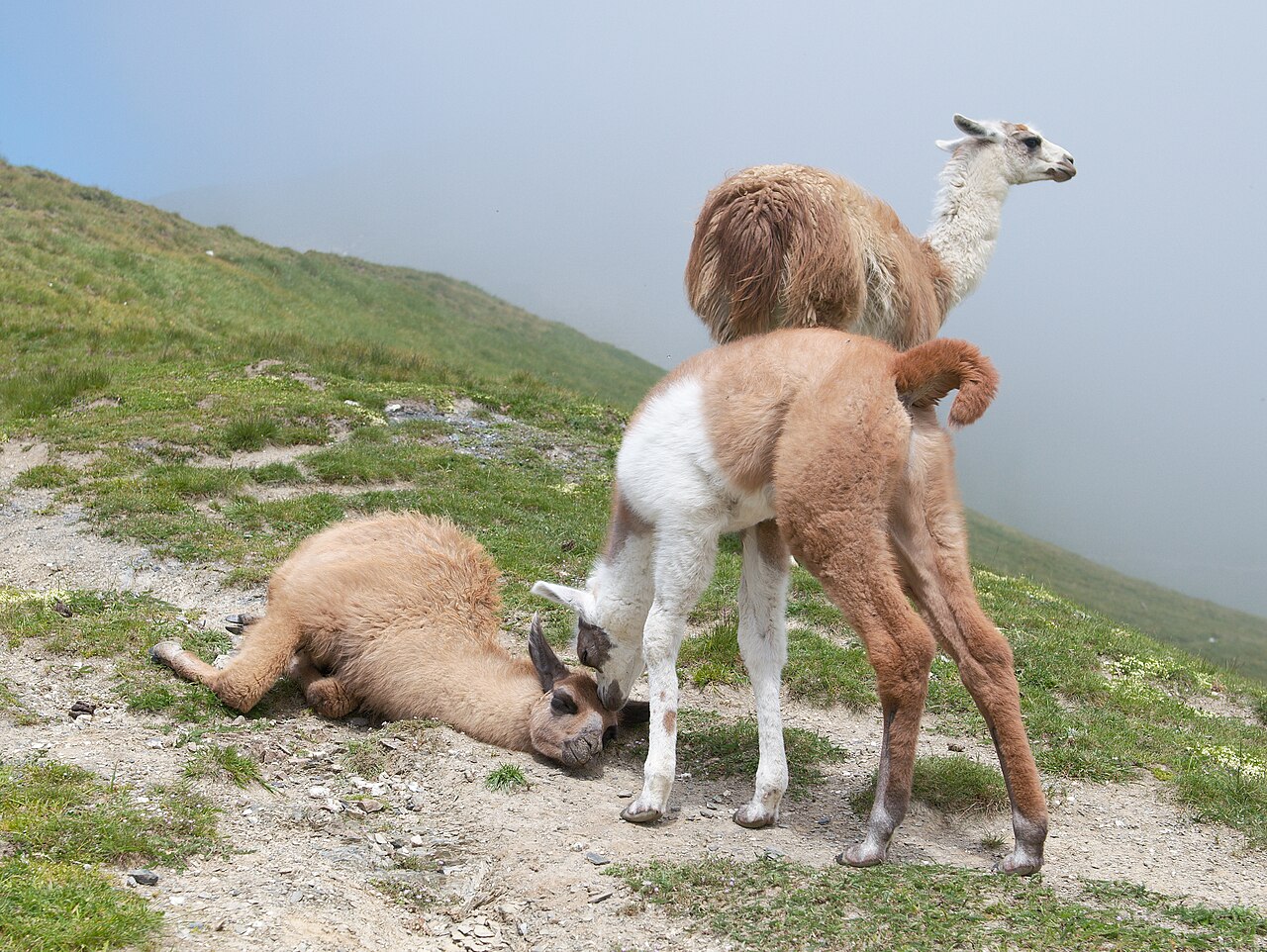 Lama (Lama glama) en photographie