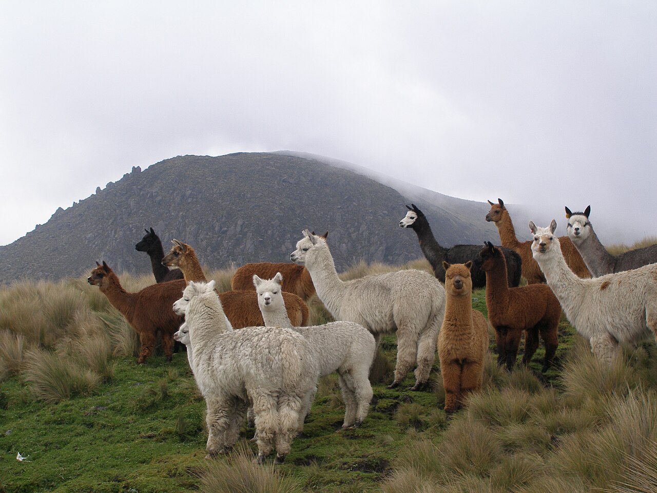 Alpaga (Vicugna pacos) en photographie