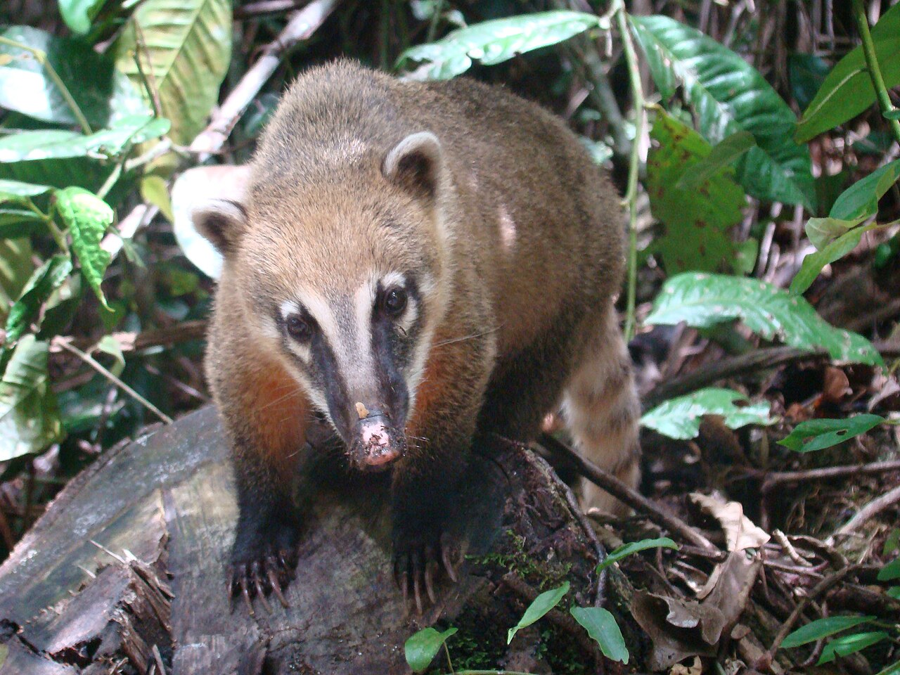 Coati roux (Nasua nasua) en photographie