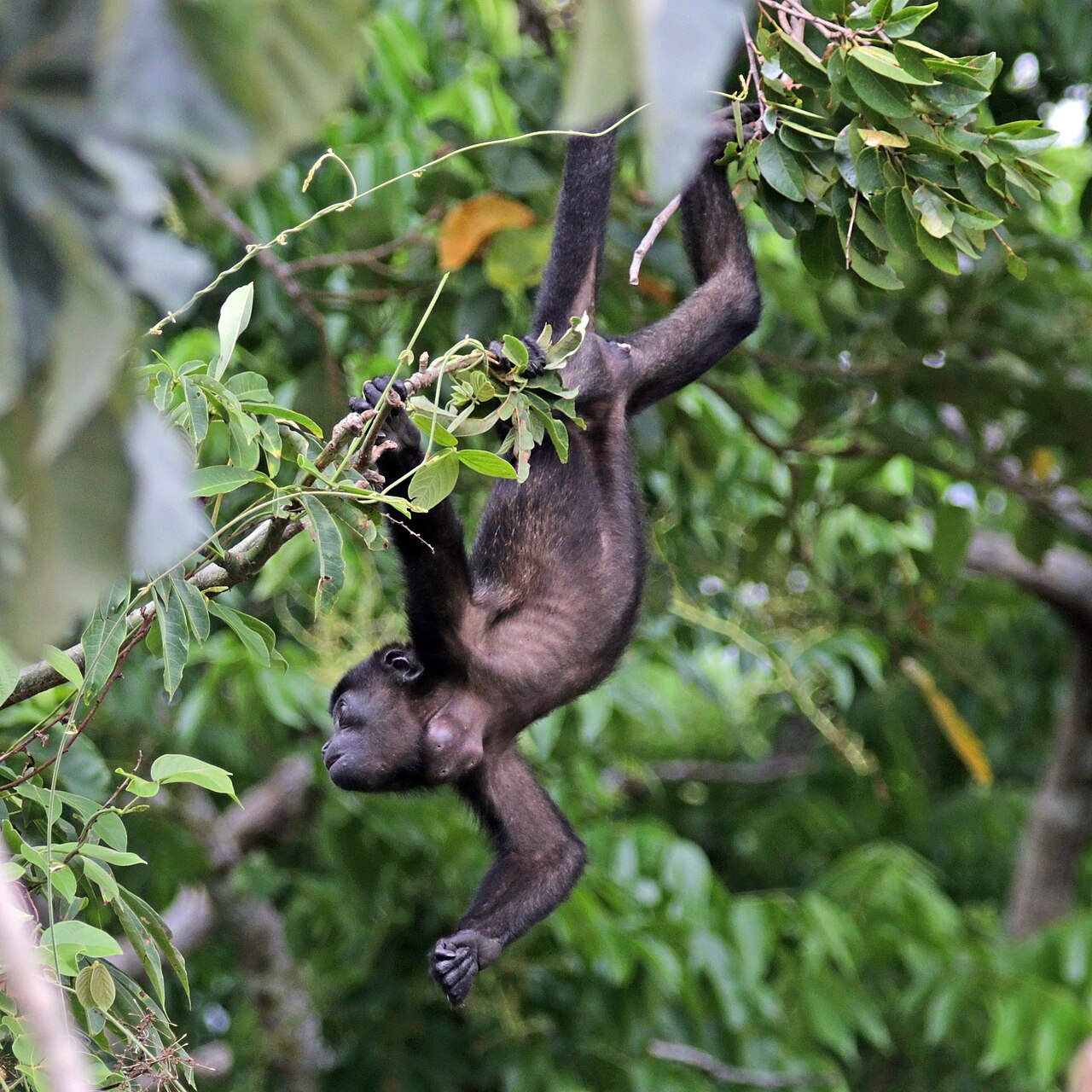 Singe hurleur à manteau (Alouatta palliata) en photographie