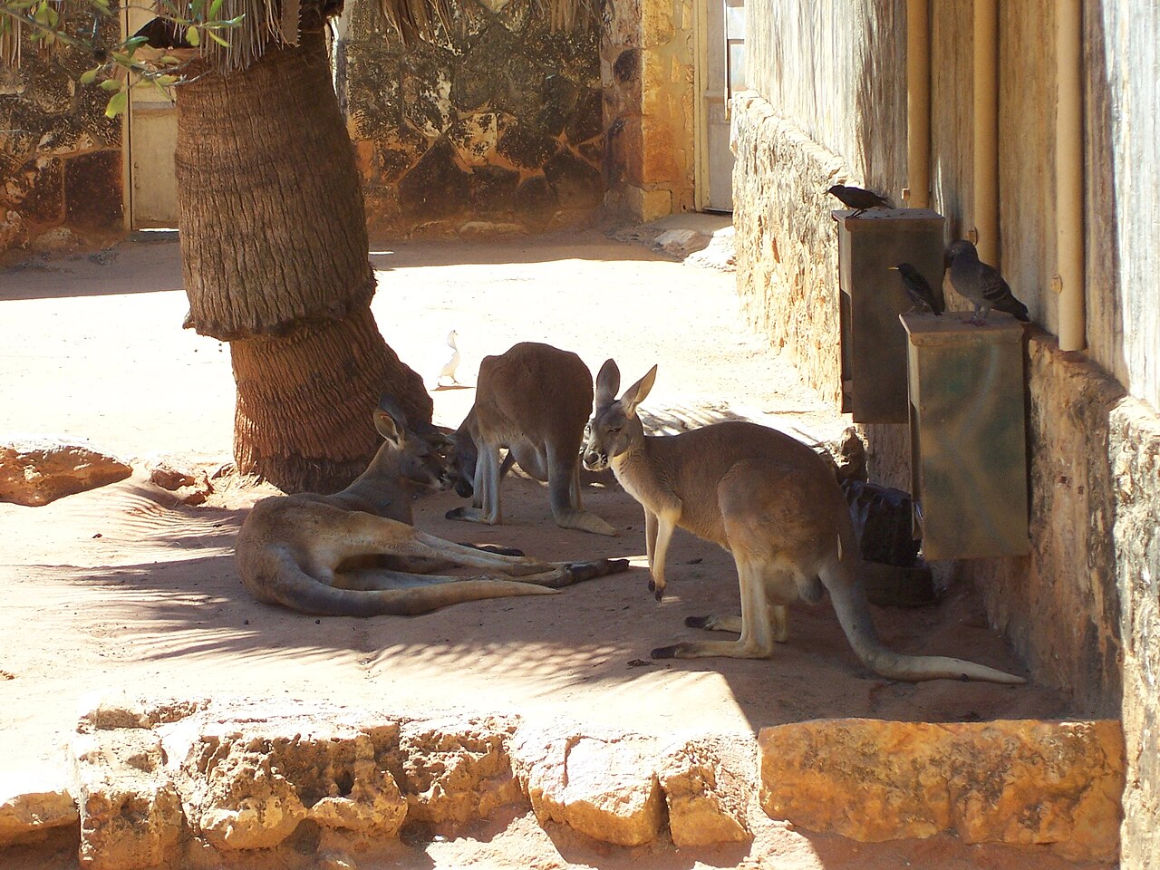 Kangourou roux (Macropus rufus) en photographie
