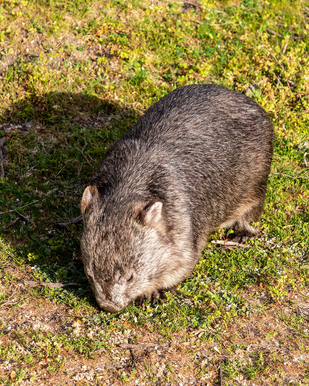 Wombat commun (Vombatus ursinus) en photographie