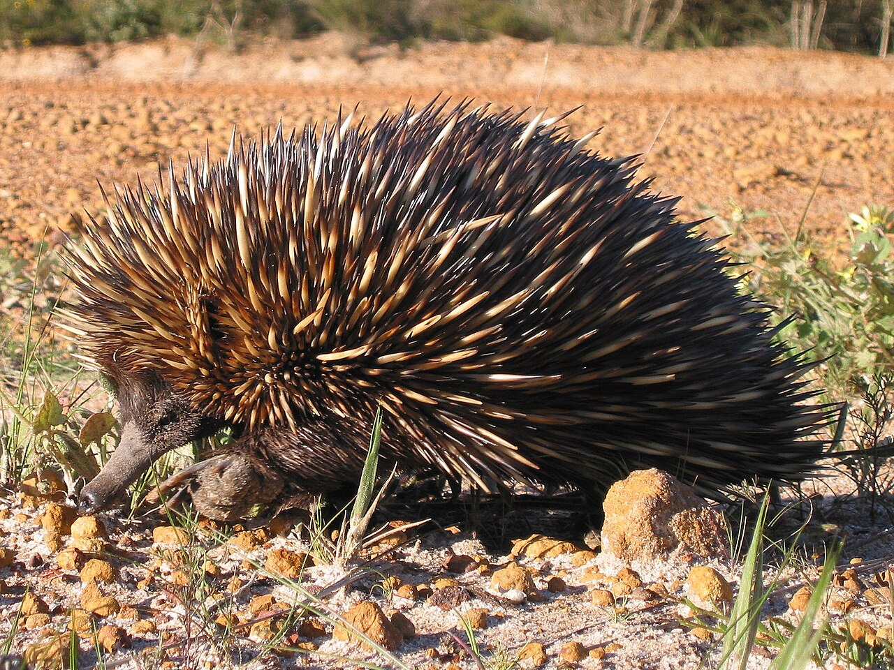 Échidné à nez court (Tachyglossus aculeatus) en photographie