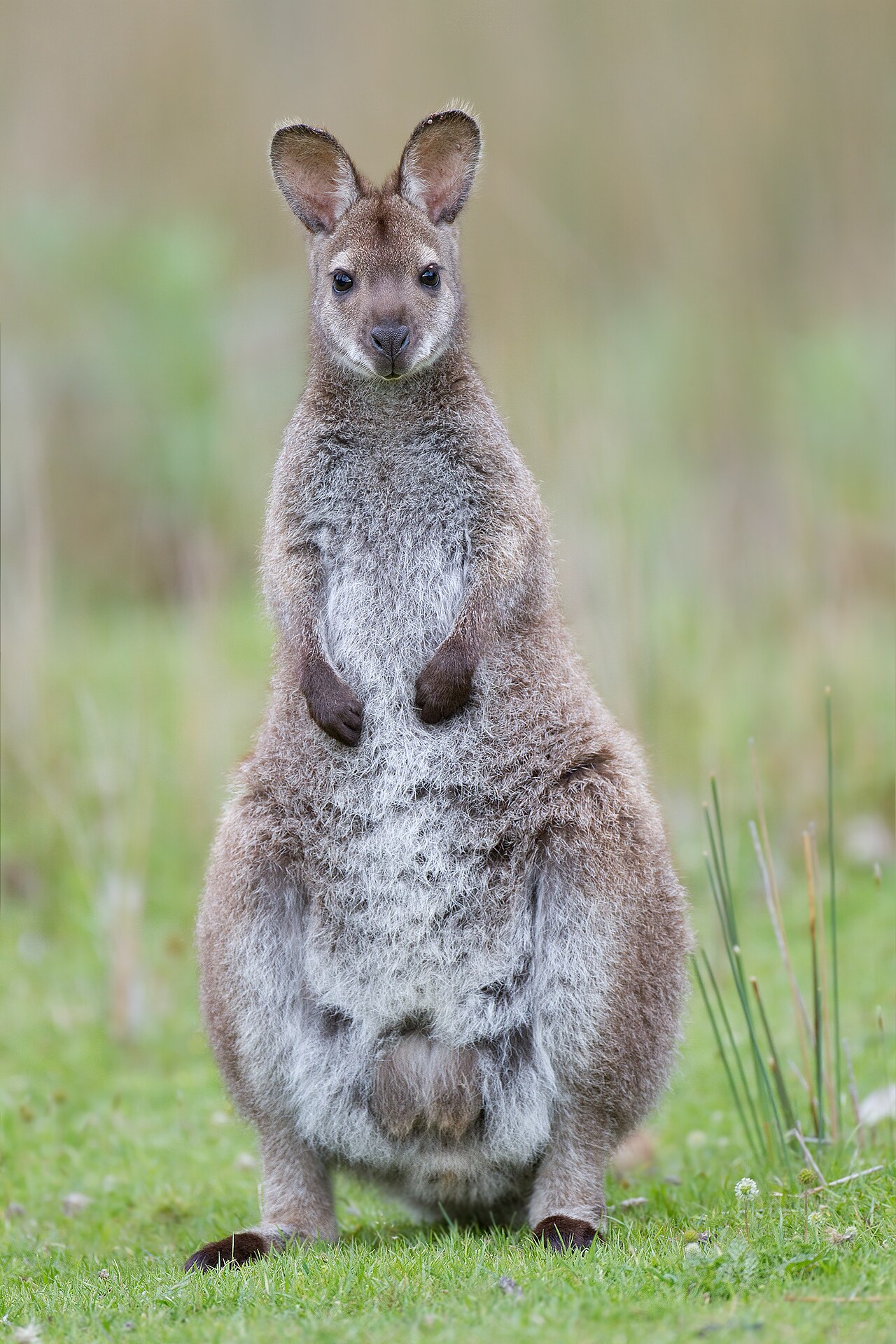 Wallaby de Bennett (Notamacropus rufogriseus) en photographie