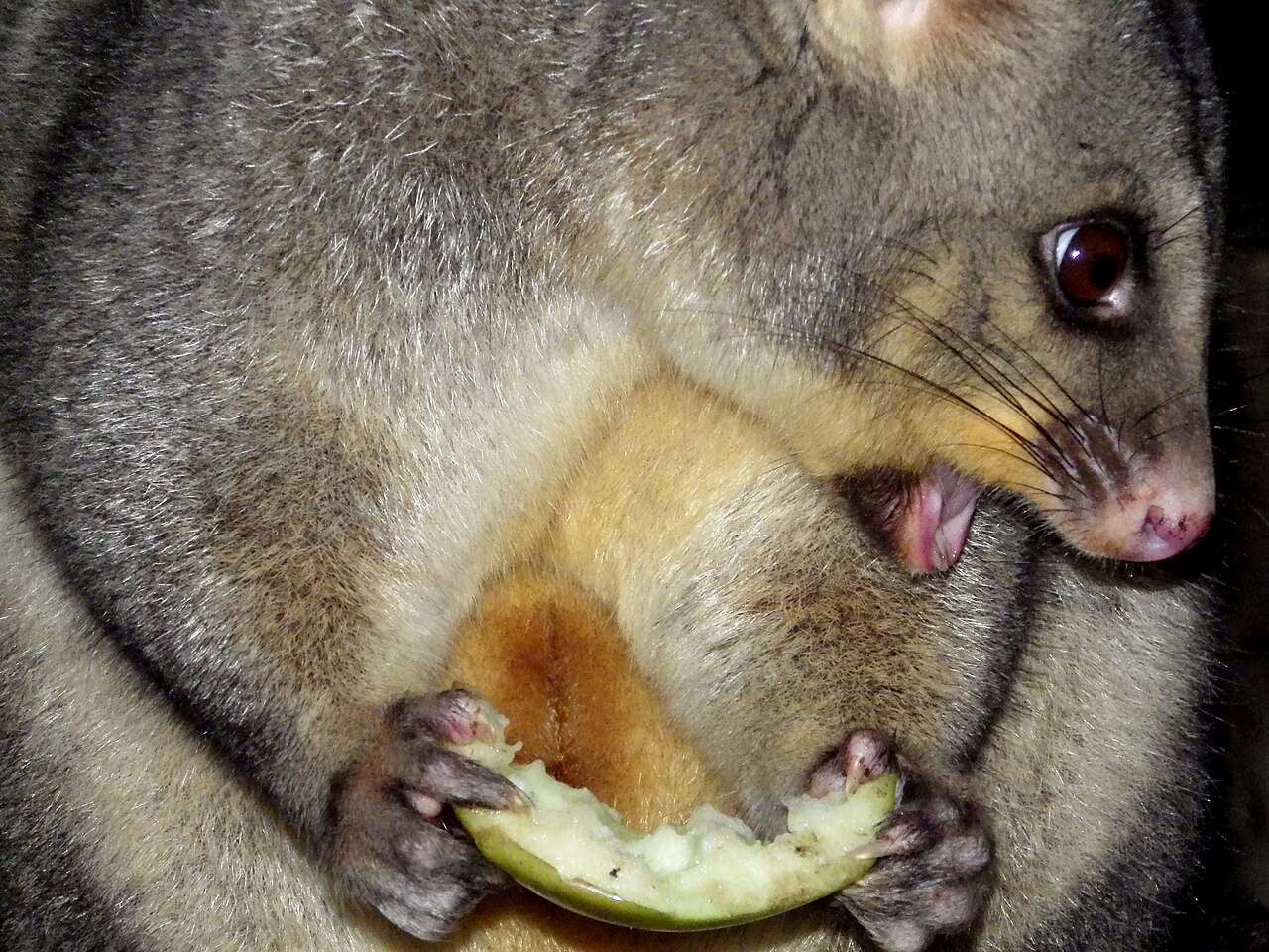 Phalanger renard (Trichosurus vulpecula) en photographie