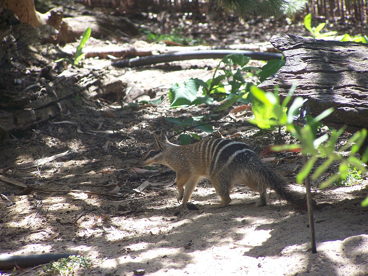Numbat (Myrmecobius fasciatus) en photographie