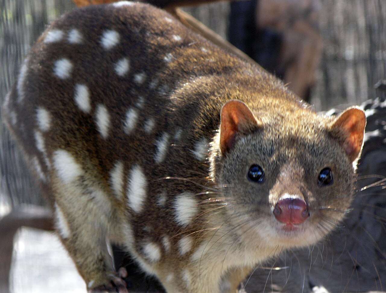 Quoll à queue tachetée (Dasyurus maculatus) en photographie