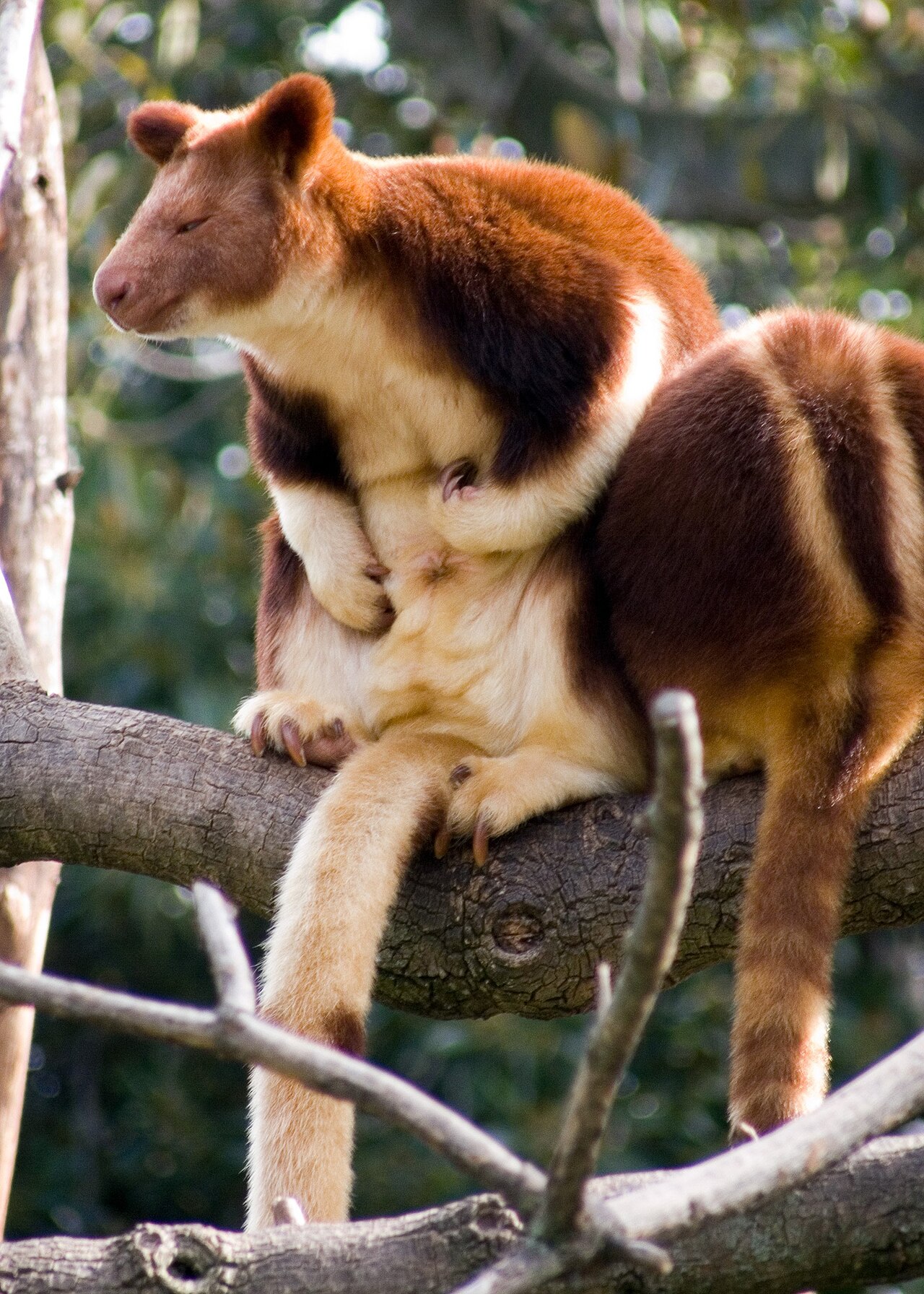 Kangourou arboricole de Goodfellow (Dendrolagus goodfellowi) en photographie