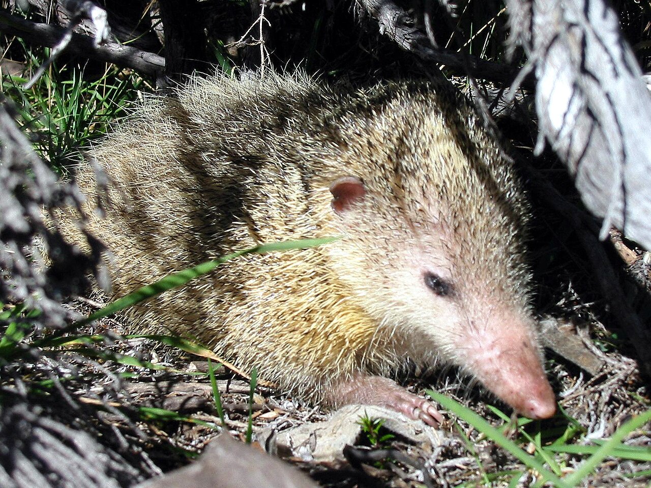 Tenrec commun (Tenrec ecaudatus) en photographie