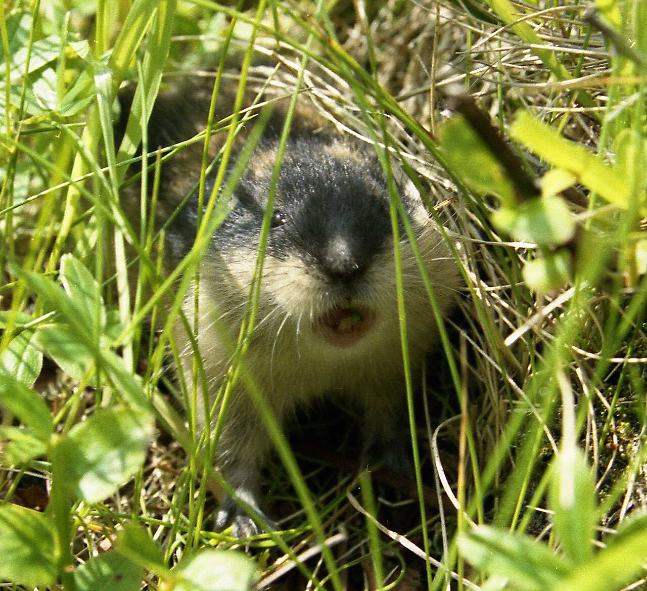 Lemming de Norvège (Lemmus lemmus) en photographie