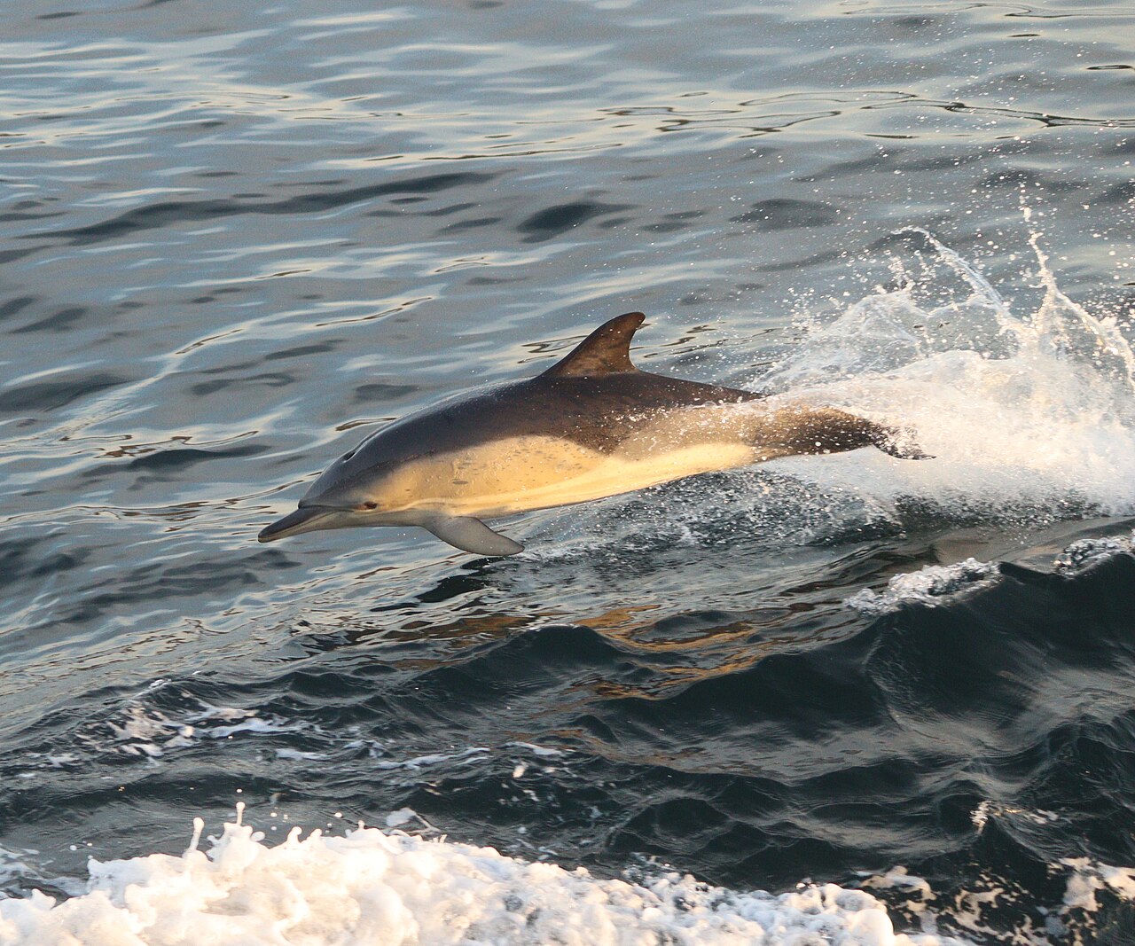 Dauphin commun (Delphinus delphis) en photographie
