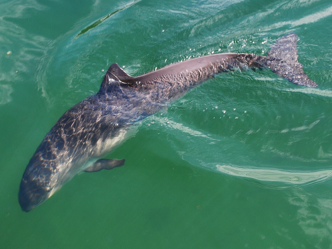 Marsouin commun (Phocoena phocoena) en photographie