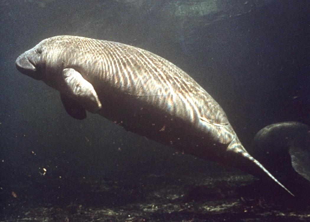 Lamantin des Caraïbes (Trichechus manatus) en photographie