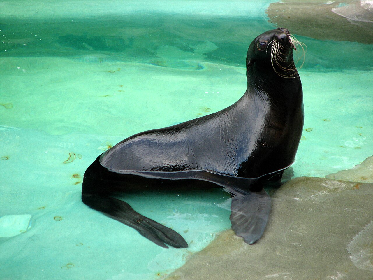Otarie à fourrure du Nord (Callorhinus ursinus) en photographie
