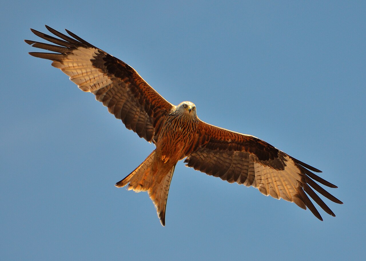 Milan royal (Milvus milvus) en photographie