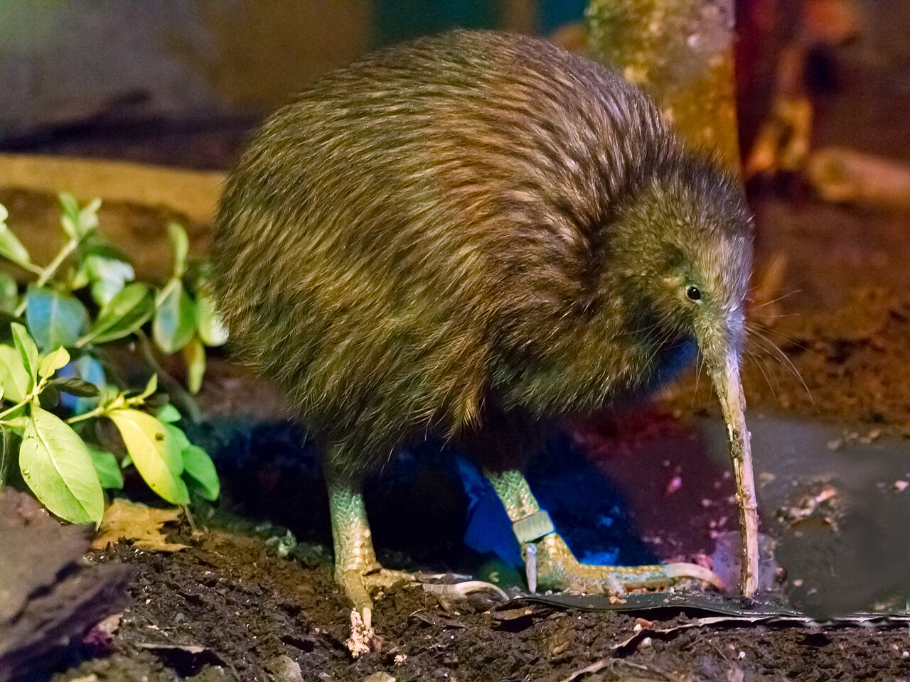 Kiwi de l’île du Nord (Apteryx mantelli) en photographie
