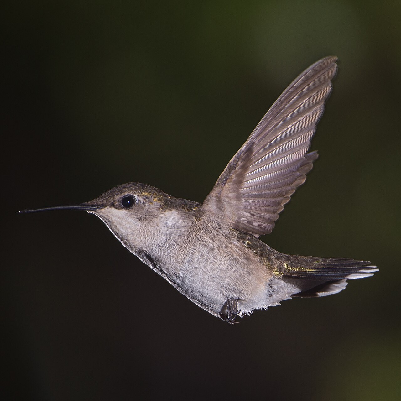 Colibri à gorge rubis (Archilochus colubris) en photographie