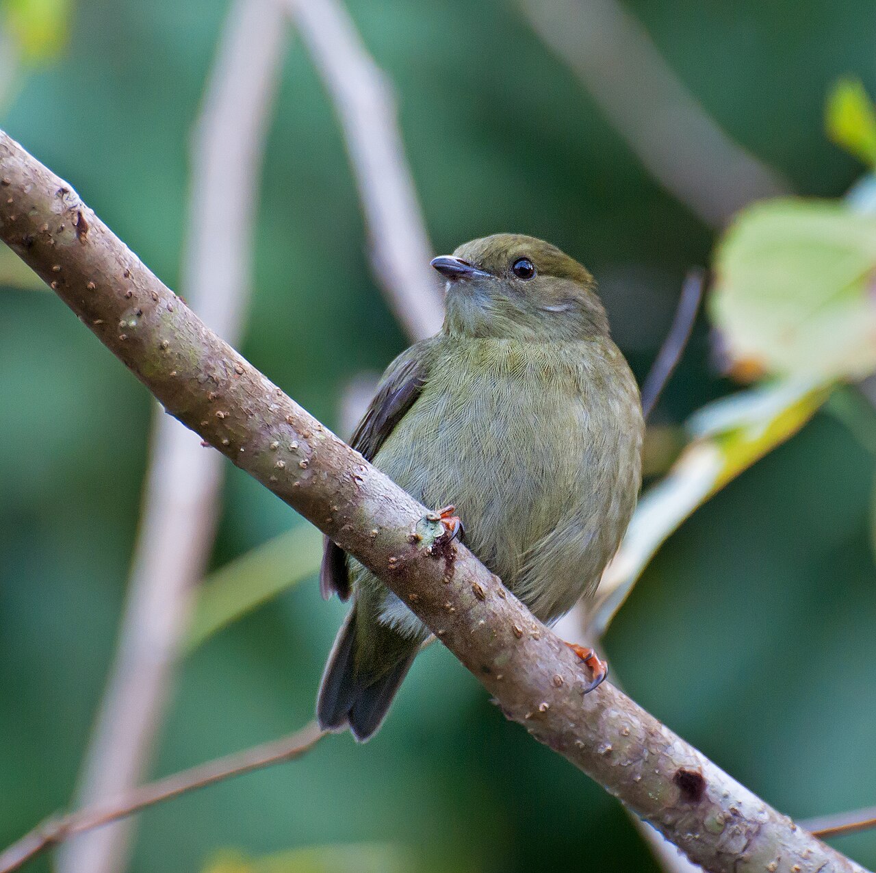 Manakin casse-noisette (Manacus manacus) en photographie