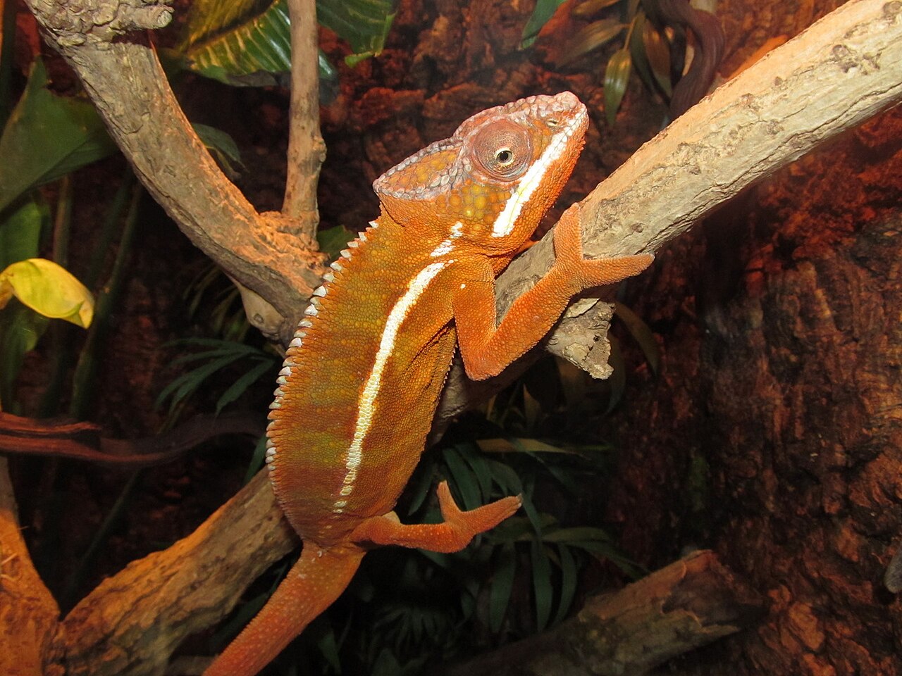 Caméléon panthère (Furcifer pardalis) en photographie