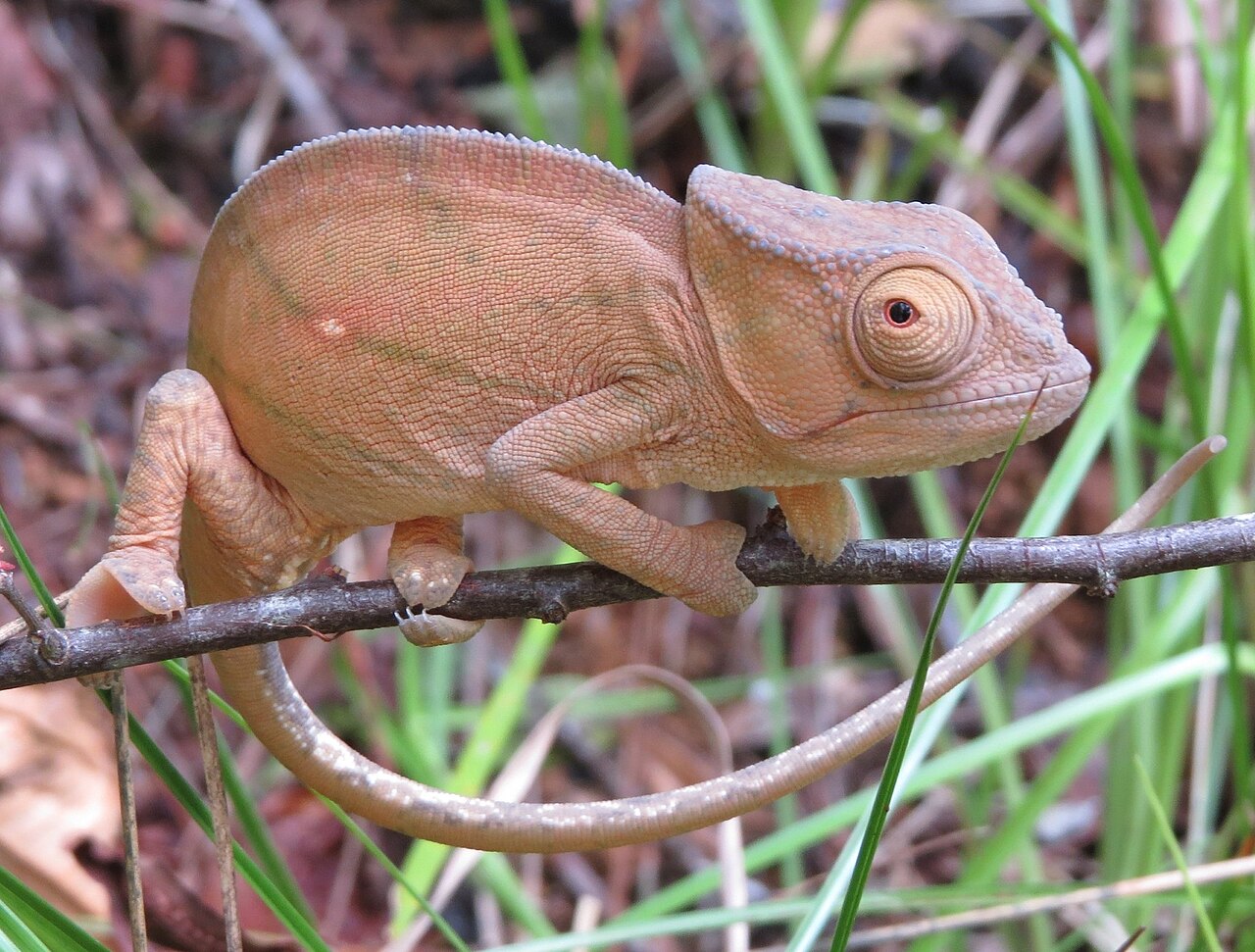 Caméléon de Parson (Calumma parsonii) en photographie