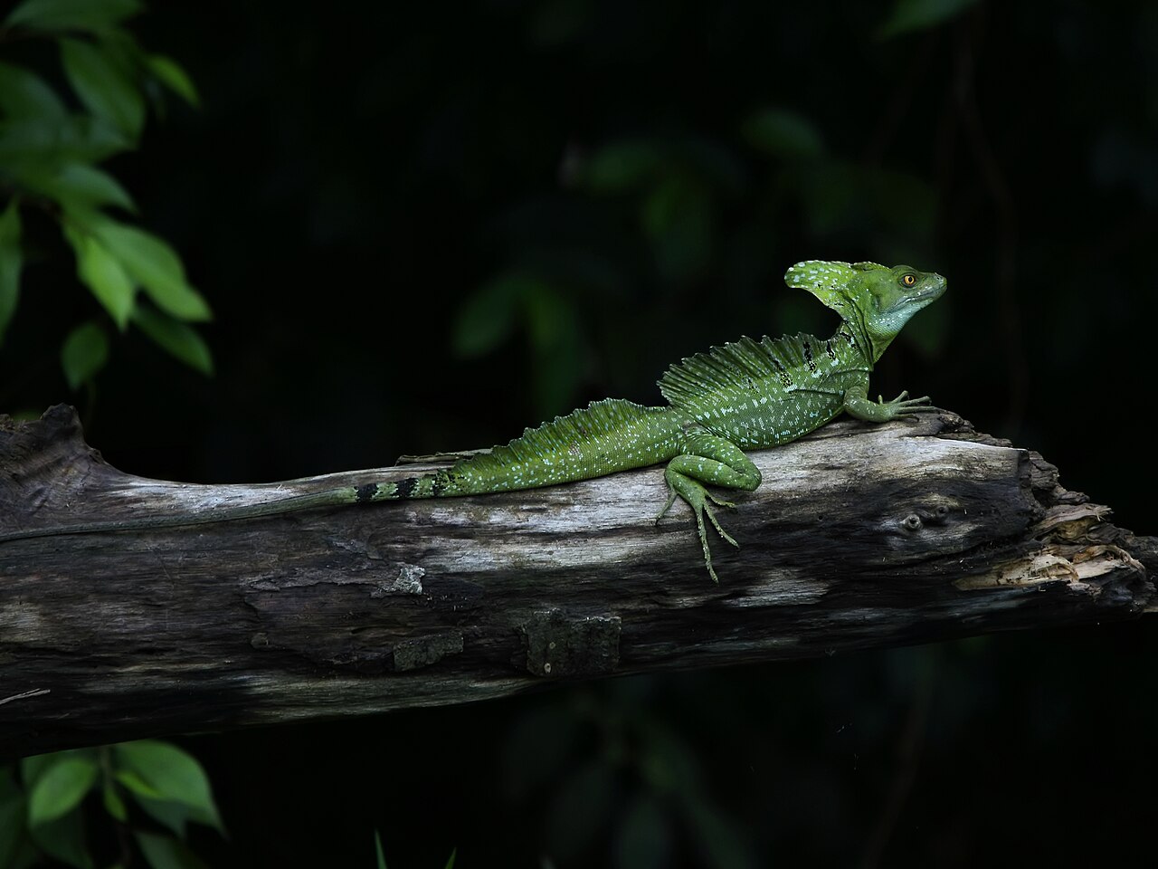 Basilic vert (Basiliscus plumifrons) en photographie