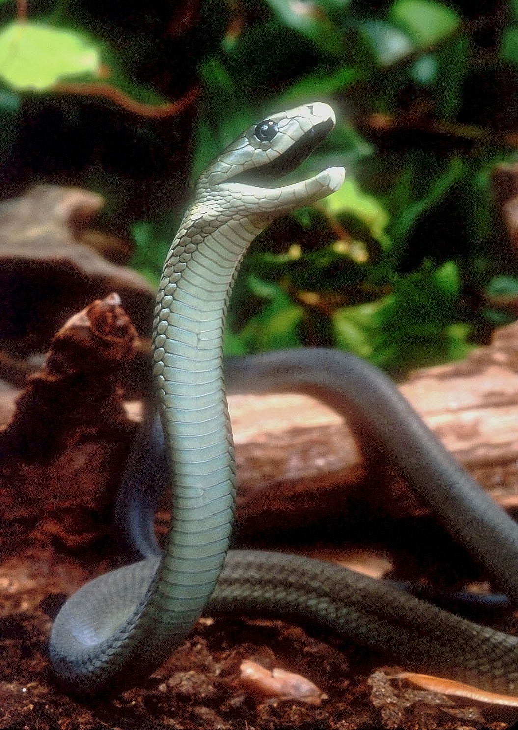 Mamba noir (Dendroaspis polylepis) en photographie