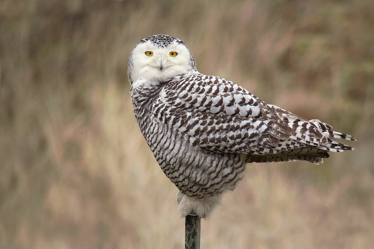 Harfang des neiges (Bubo scandiacus) en photographie