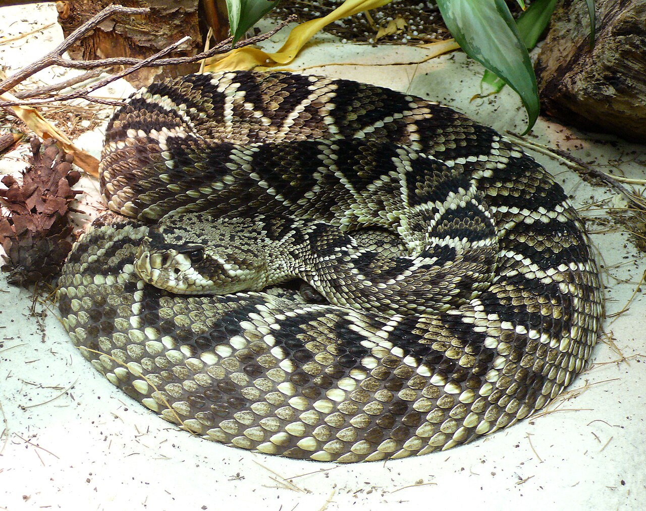 Crotale diamantin (Crotalus adamanteus) en photographie