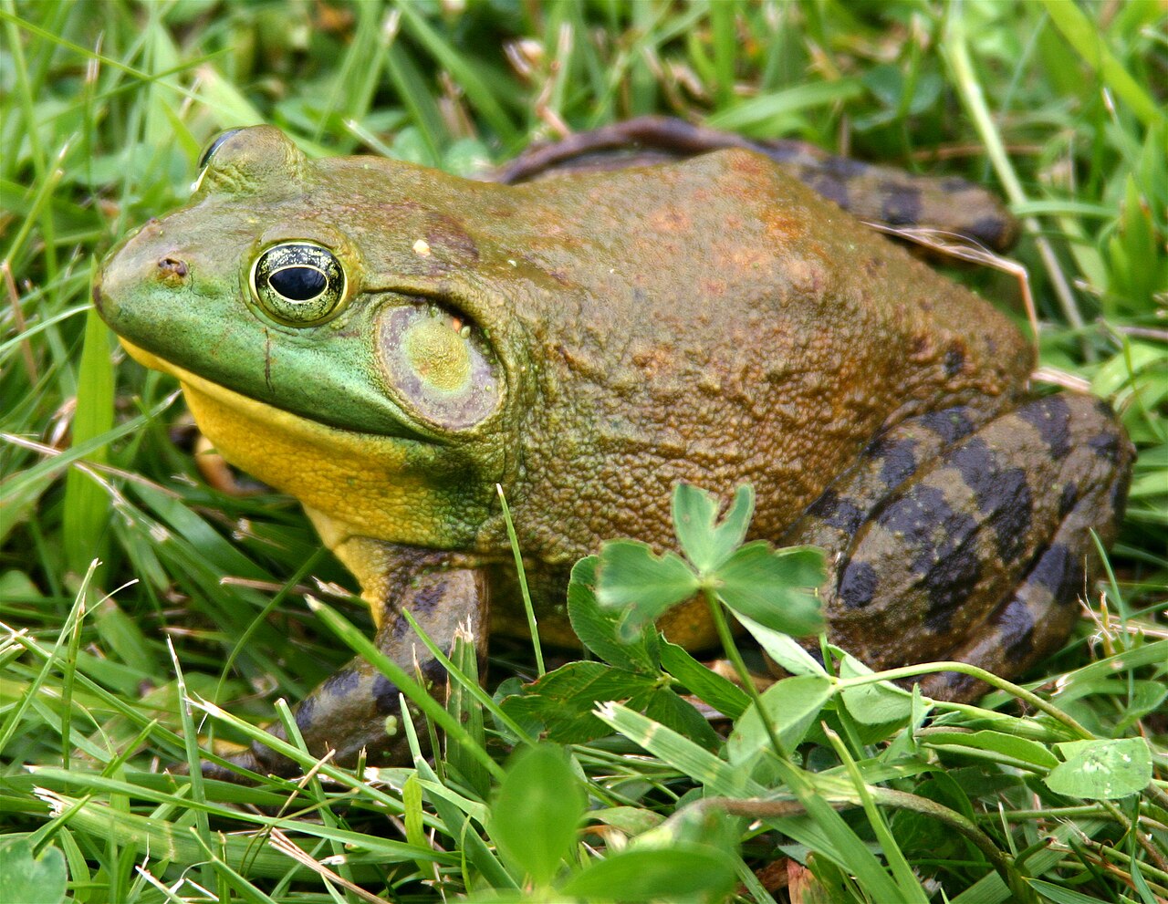 Grenouille taureau (Lithobates catesbeianus) en photographie