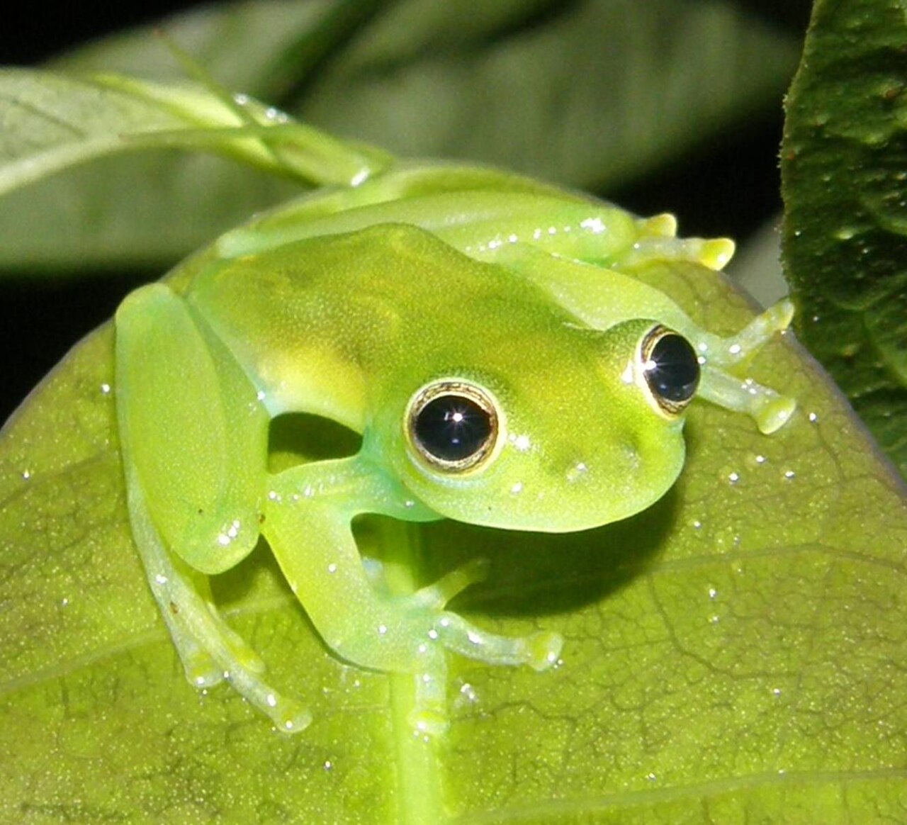 Grenouille de verre de Fleischmann (Hyalinobatrachium fleischmanni) en photographie