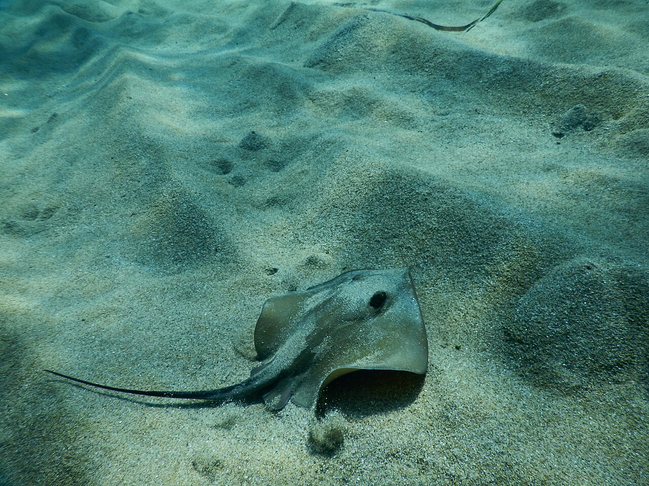 Raie pastenague (Dasyatis pastinaca) en photographie