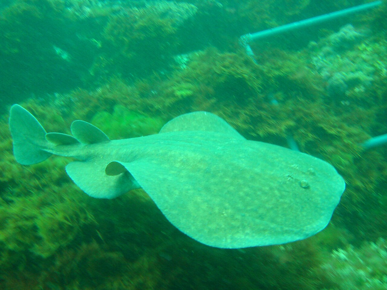 Torpille marbrée (Torpedo marmorata) en photographie