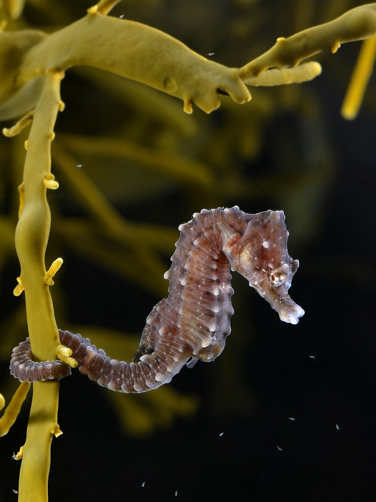 Hippocampe à museau court (Hippocampus hippocampus) en photographie