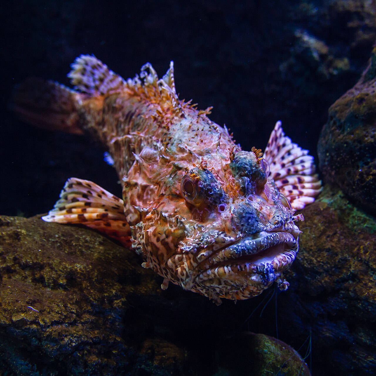 Rascasse rouge (Scorpaena scrofa) en photographie