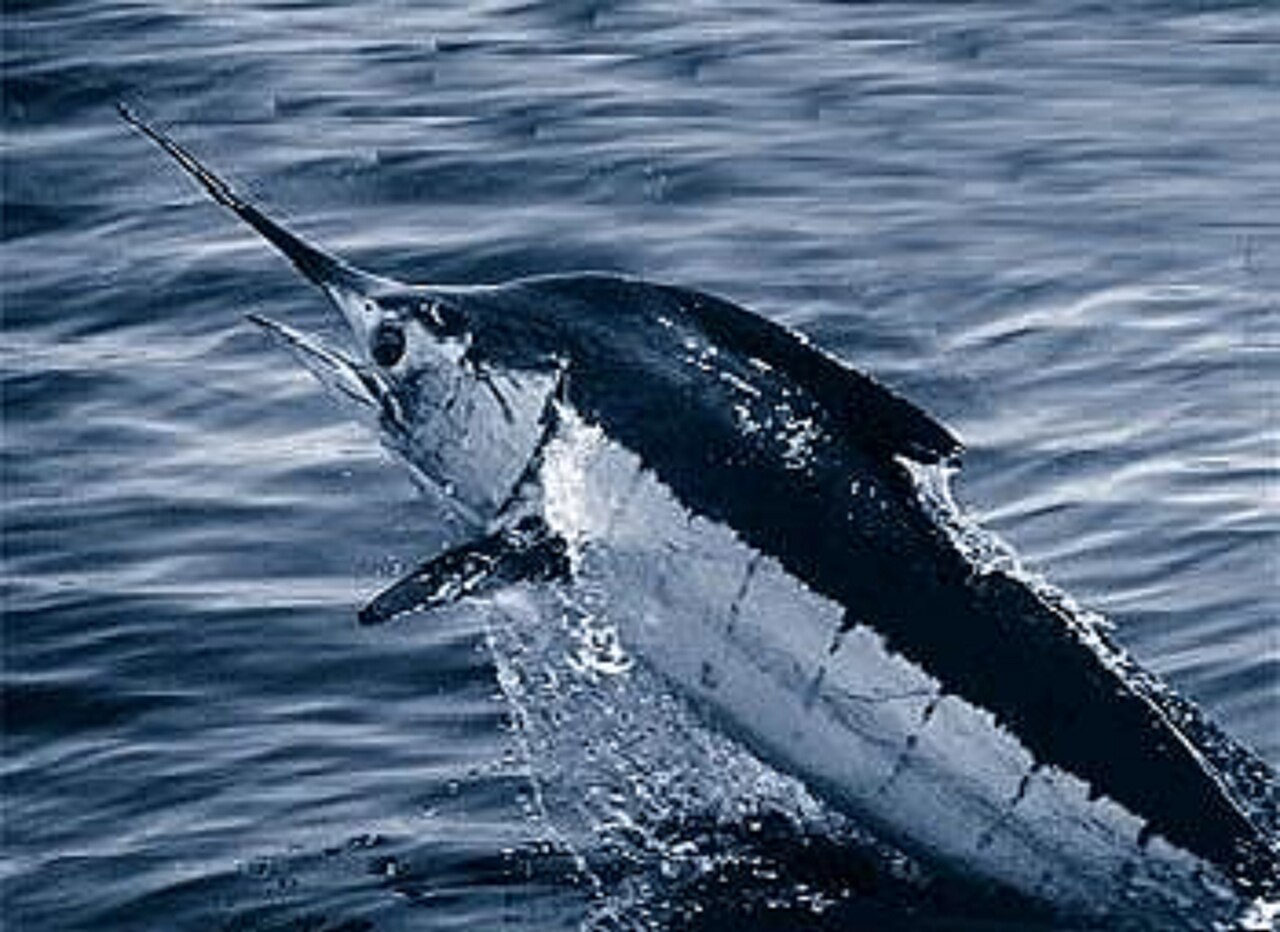 Marlin bleu (Makaira nigricans) en photographie