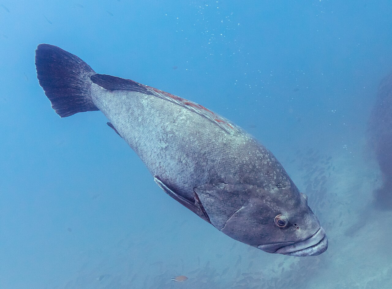 Mérou brun (Epinephelus marginatus) en photographie