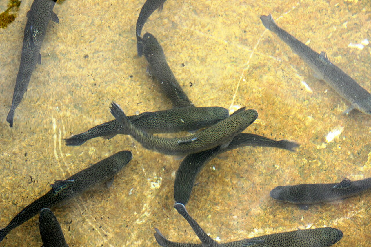 Truite arc-en-ciel (Oncorhynchus mykiss) en photographie