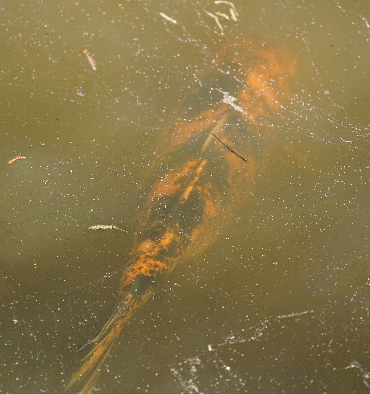 Carpe koi (Cyprinus rubrofuscus) en photographie