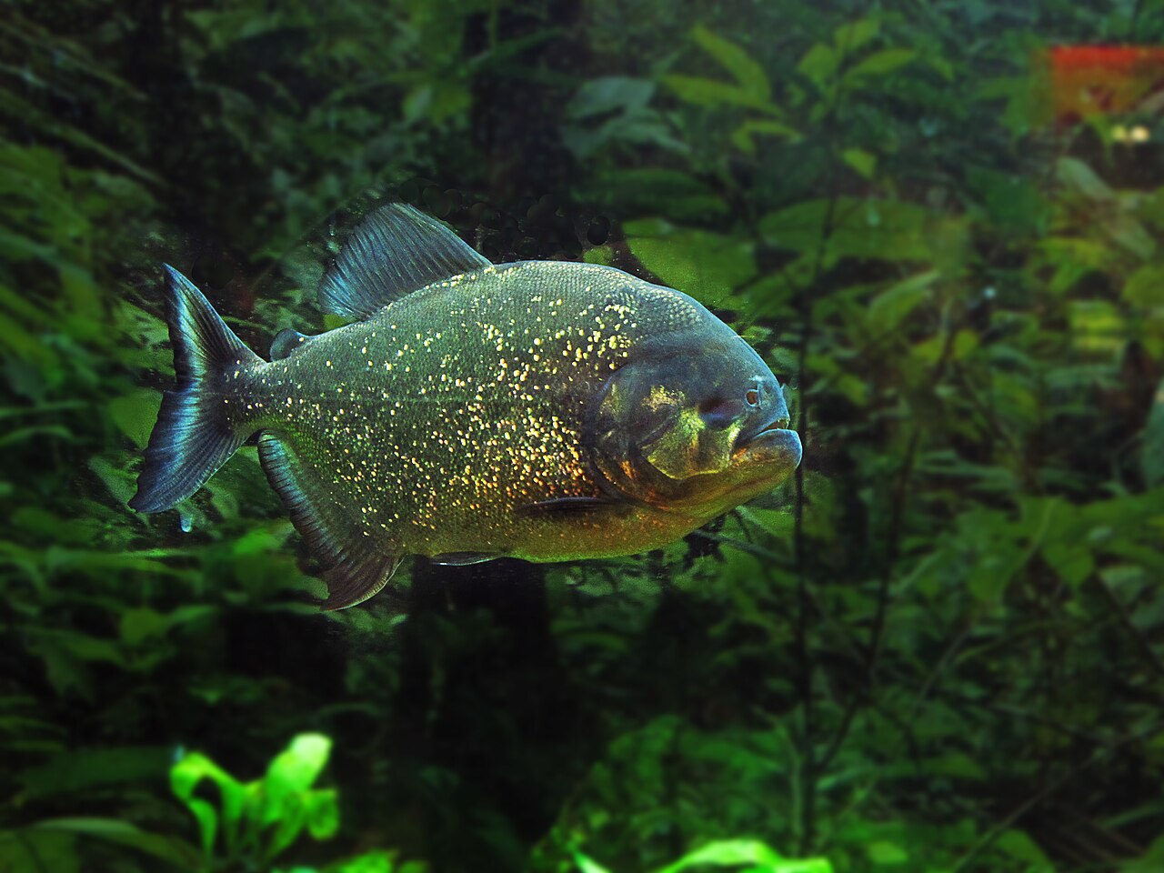 Piranha à ventre rouge (Pygocentrus nattereri) en photographie