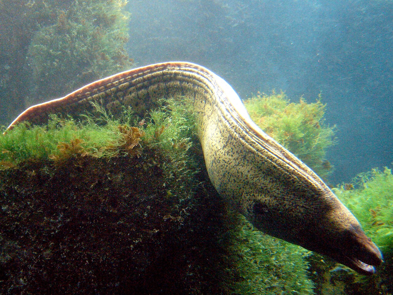 Murène commune (Muraena helena) en photographie