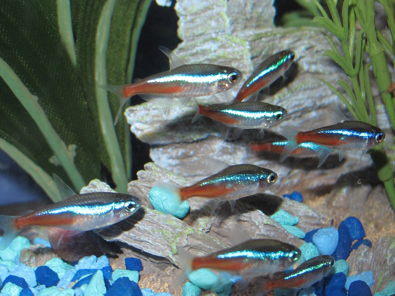 Néon bleu (Paracheirodon innesi) en photographie