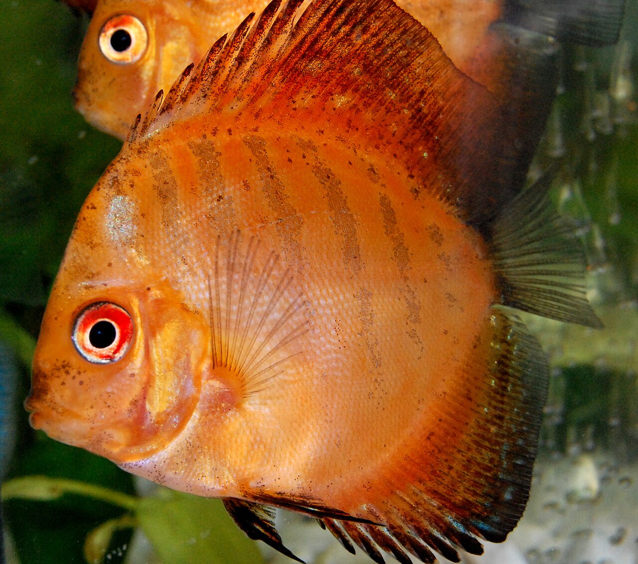 Discus (Symphysodon discus) en photographie