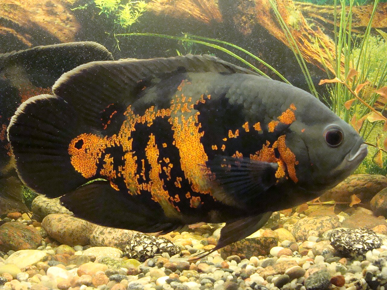 Oscar (Astronotus ocellatus) en photographie
