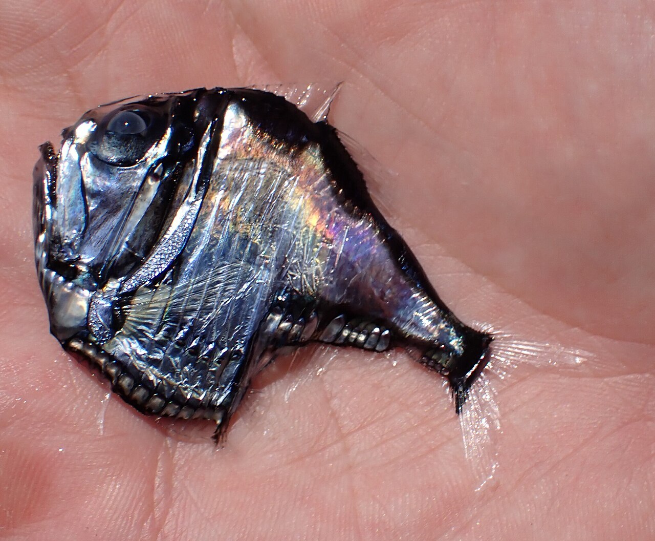 Poisson-hachette (Argyropelecus aculeatus) en photographie